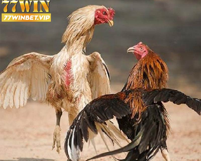 Kinh nghiệm đặt cược khi chơi đá gà 77win
